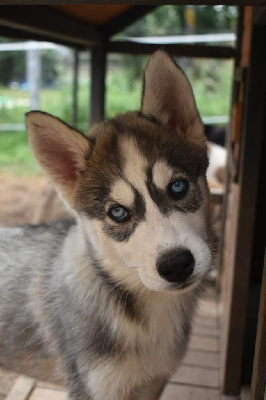 Apache Of Dream Catcher - Siberian Husky - Portée née le 13/05/2023